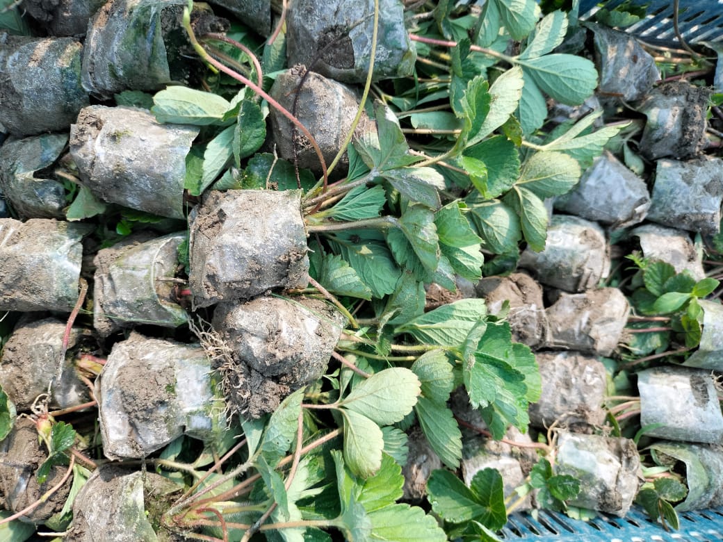 সতেজ চারা ২