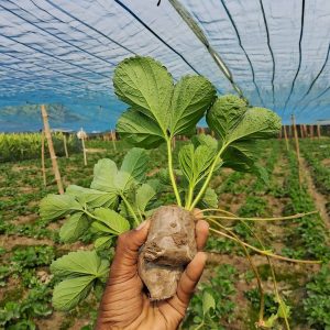১০ পিস স্ট্রবেরি চারা