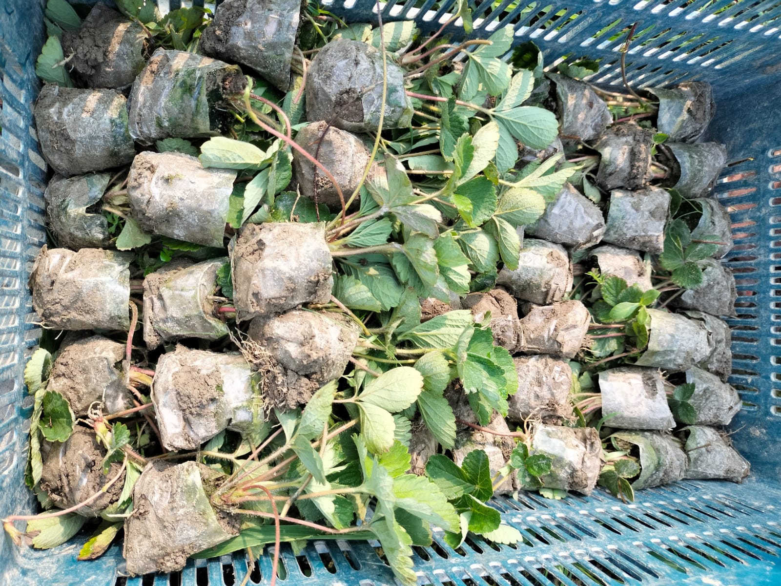 সতেজ চারা ৩