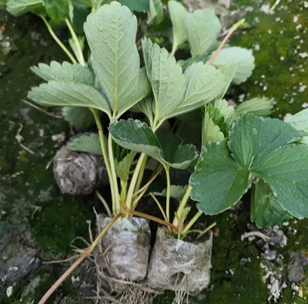 স্ট্রবেরি চারা গাছ