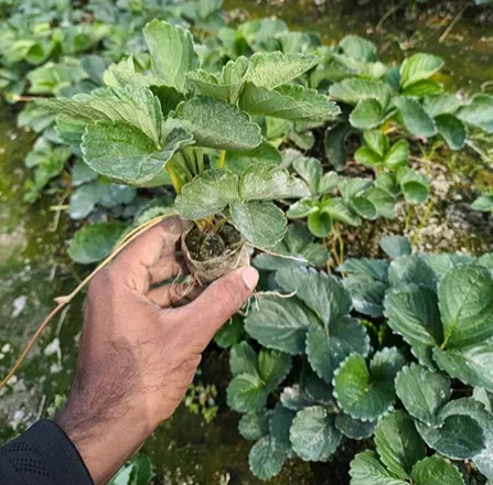 উন্নত জাতের স্ট্রবেরি চারা ২